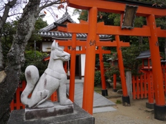 狐