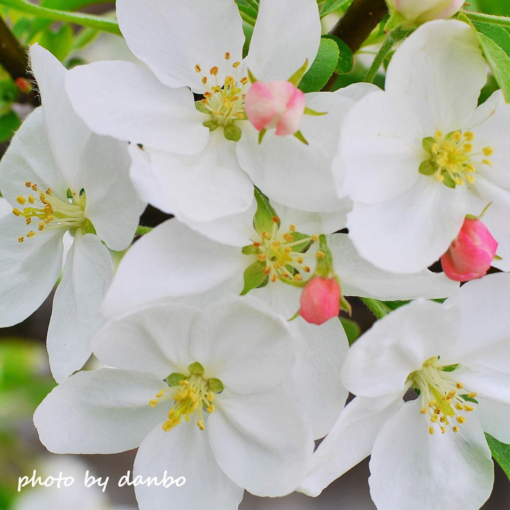 りんごの花ほころび・・・♪ ＜2＞