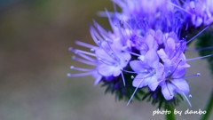 Spring Purple ＜4-3＞