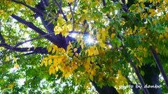 秋の光 ＜1＞
