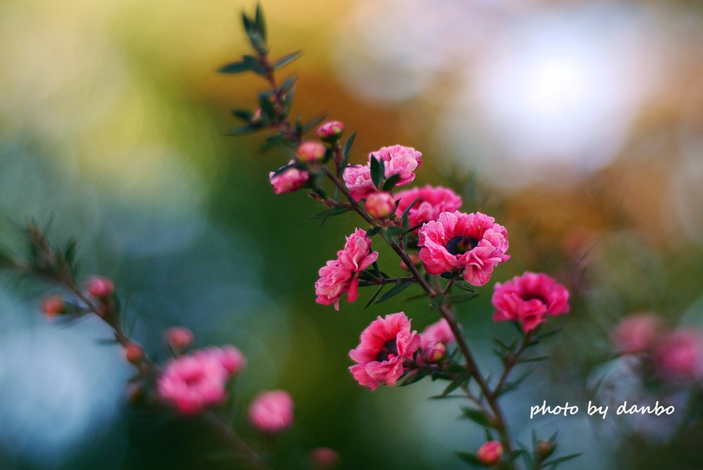 ピンクの花 (1)　