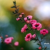 ピンクの花 (1)　