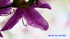 Spring Purple ＜1-3＞