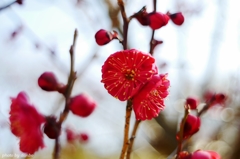 鹿児島紅梅Ⅰ