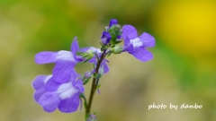 Spring Purple ＜4-1＞