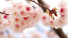 大寒桜三昧（三）