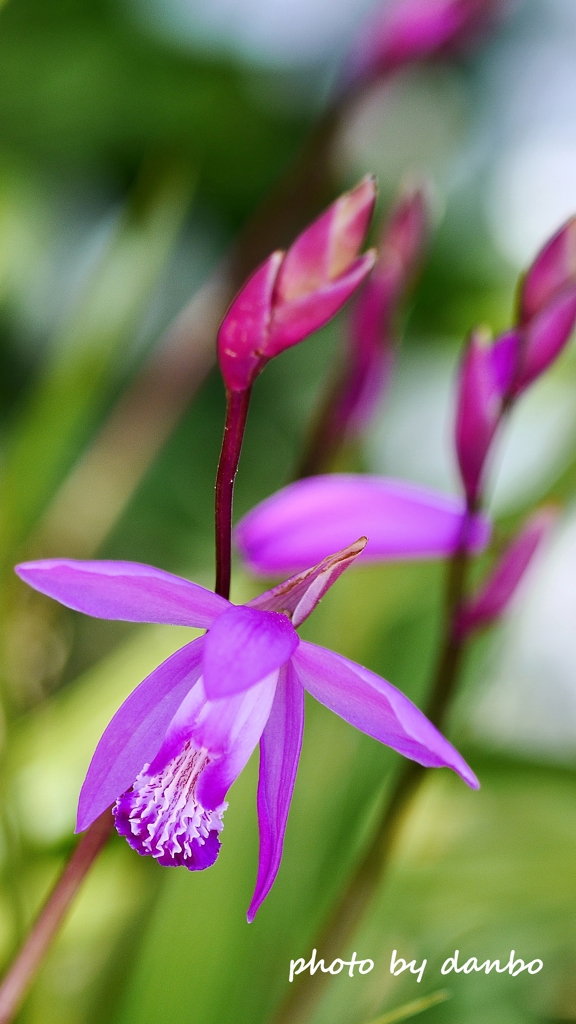Spring Purple ＜3-1＞