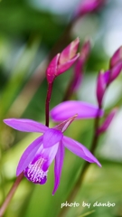 Spring Purple ＜3-1＞