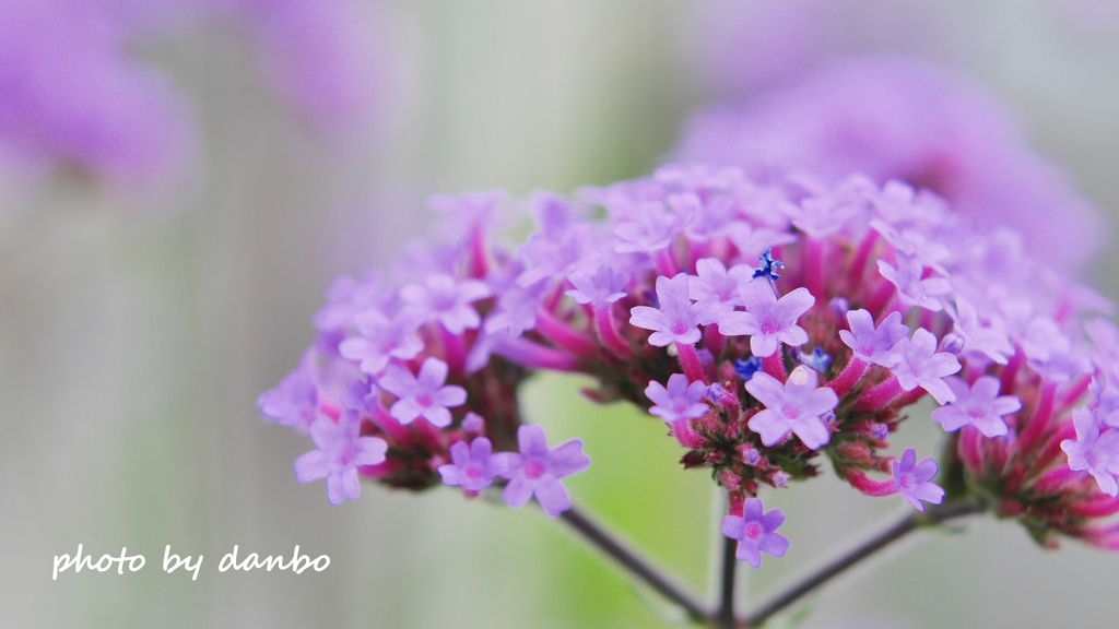 Spring Purple ＜10-3＞
