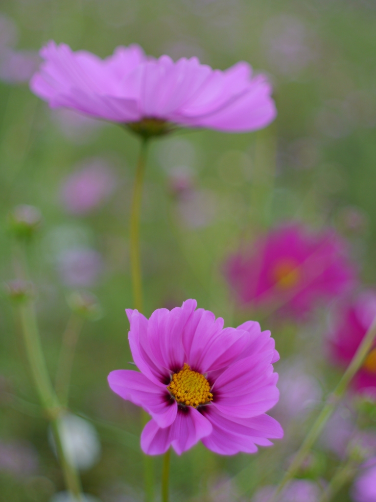 秋桜