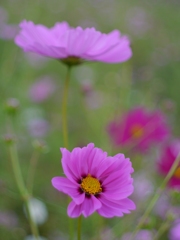 秋桜