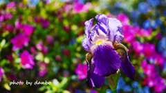 花に華