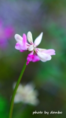 春の田んぼで咲いている花 ＜10＞