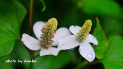 雨化粧 ＜1＞