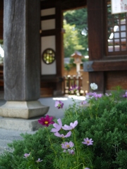 もう秋・神社のコスモス