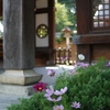 もう秋・神社のコスモス