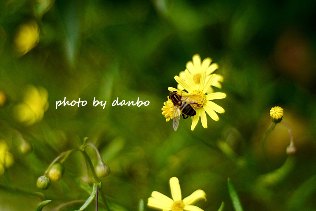 名前知れずの黄色い花 (4) と蜜蜂