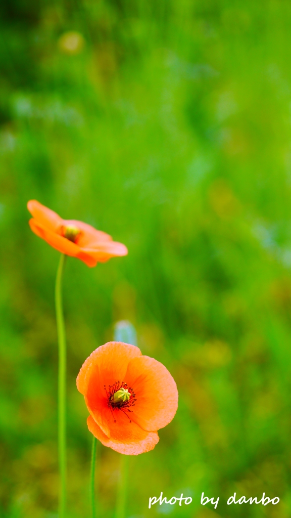 繁栄の花 ＜2＞