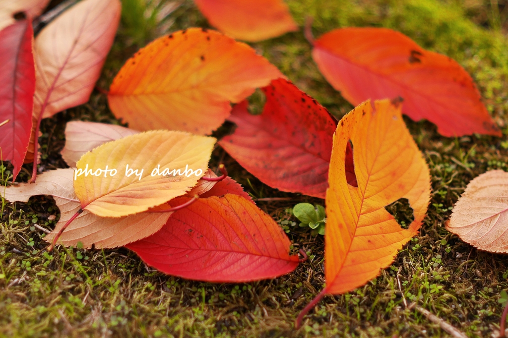 Fallen leaves　＜1＞