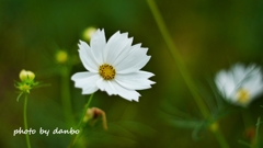 夏桜 ＜7＞