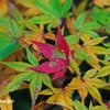 Autumn Falls ＜6＞