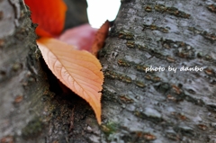 Fallen leaves　＜3＞