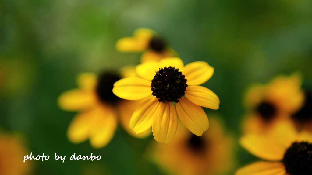 もう一つの太陽の花 ＜1＞