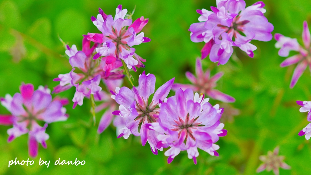 Spring Purple ＜6-1＞