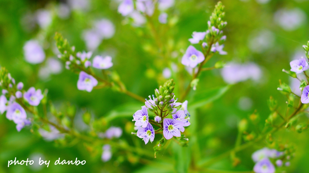 春の野草花 ＜7-3＞