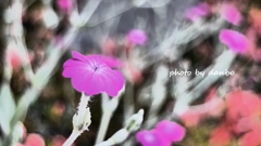 名誉の花 ＜2＞