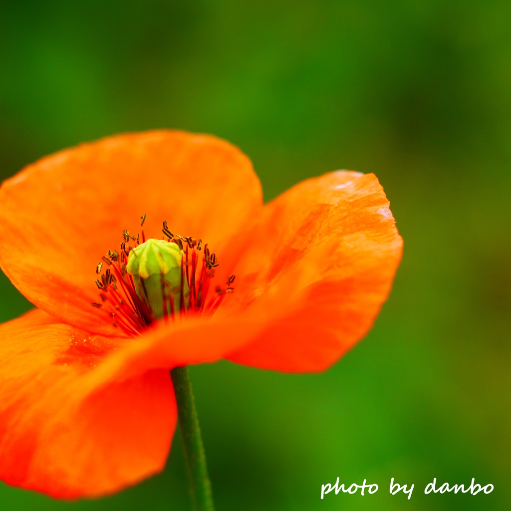 繁栄の花 ＜1＞