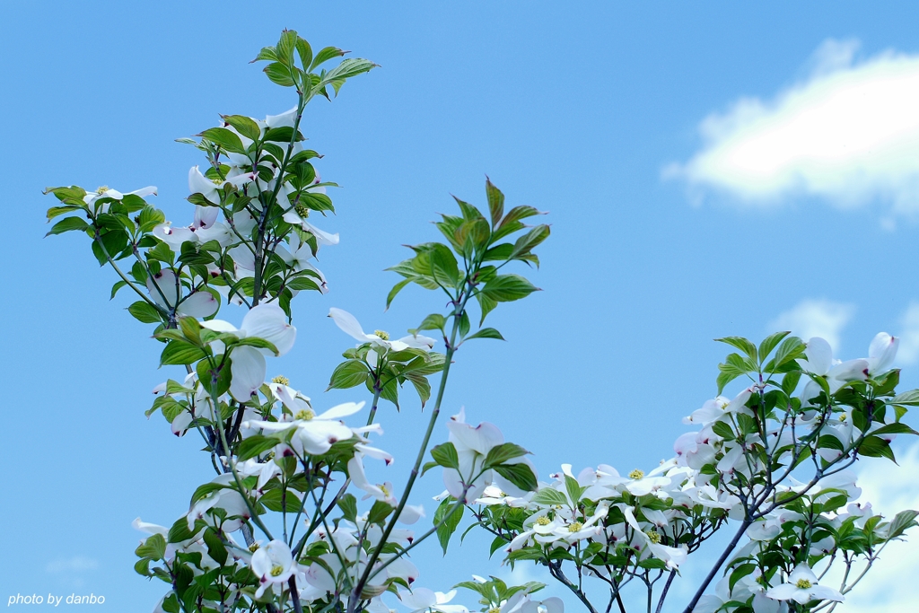 空と雲と花水木(二)