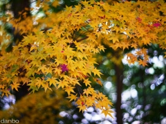 芳醇　～香の気位～