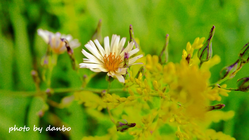 本当は心優しい謙虚な花 ＜2＞