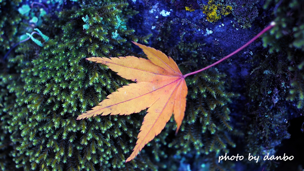 Autumn Falls ＜13＞