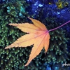 Autumn Falls ＜13＞