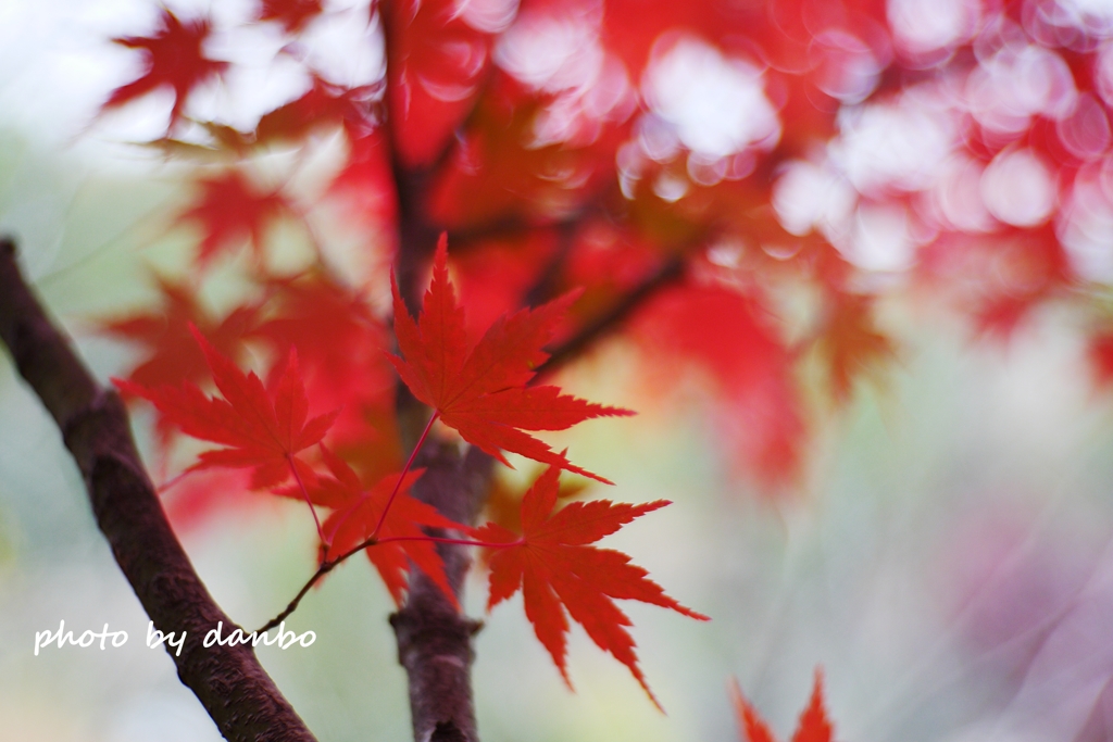 紅葉 (1)