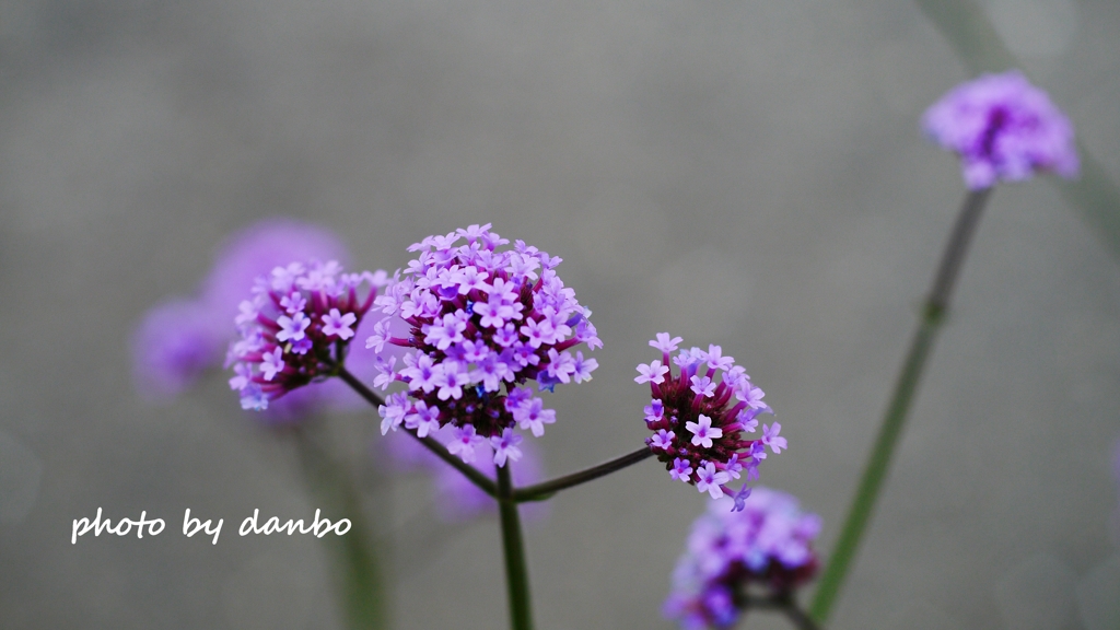 Spring Purple ＜10-2＞