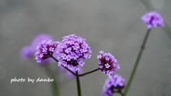 Spring Purple ＜10-2＞