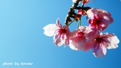 『陽光桜』 ＜1＞