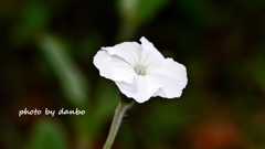 名誉の花 ＜4＞
