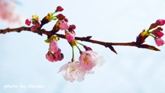 待ちわびて・・・桜 ＜3＞