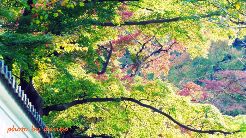 山門と紅葉 ＜7＞