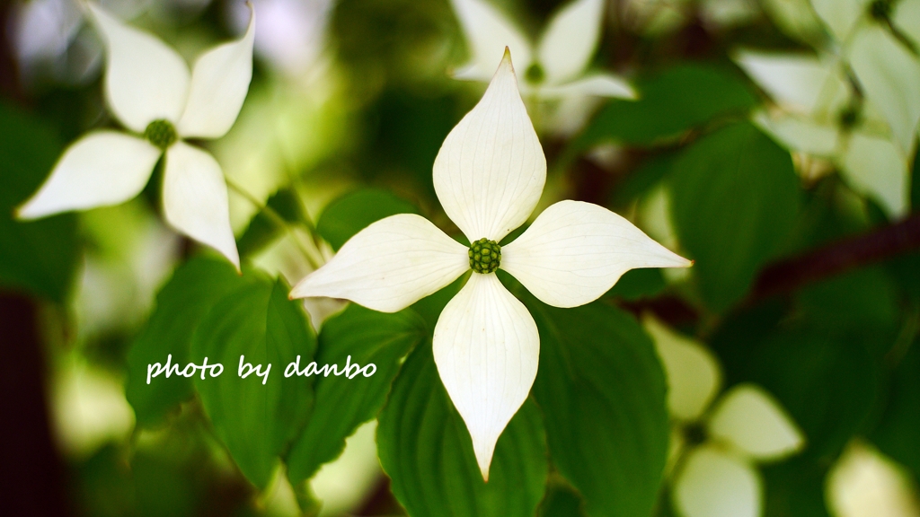 友情の花 ＜1＞