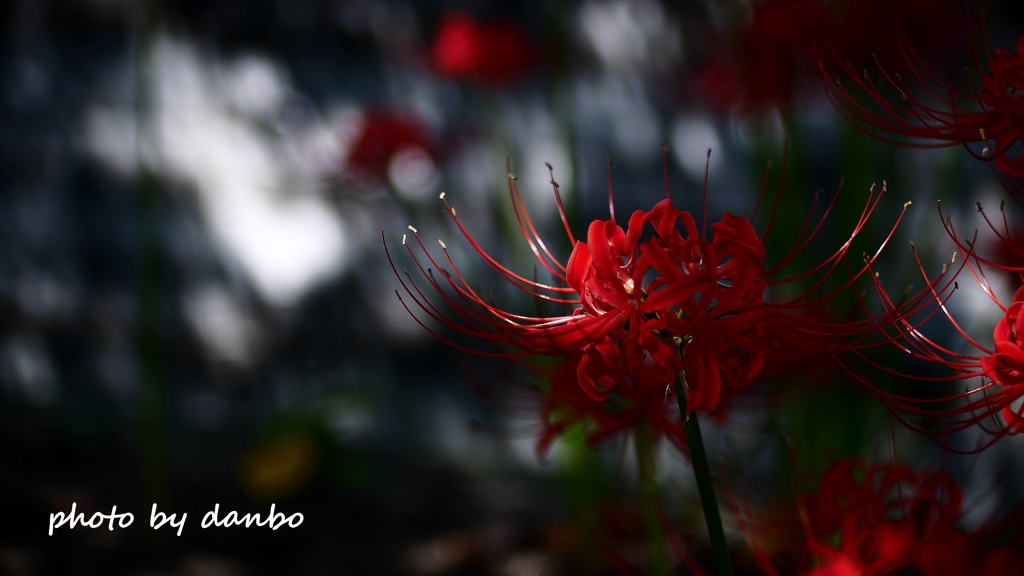 白い花さえ真紅に染める ＜2＞