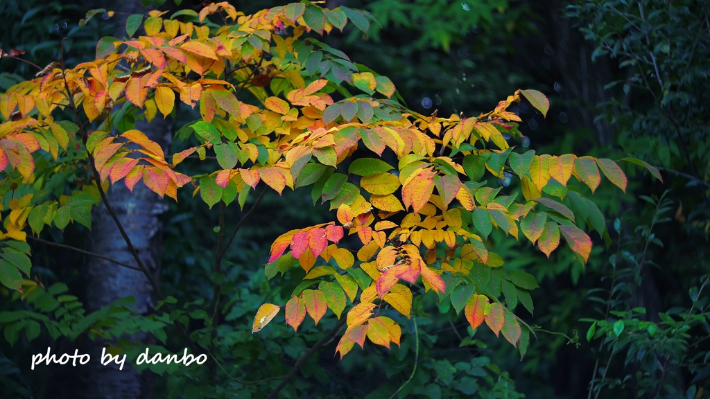 紅葉詰め合わせ ＜3-1＞