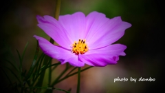 夏桜 ＜8＞