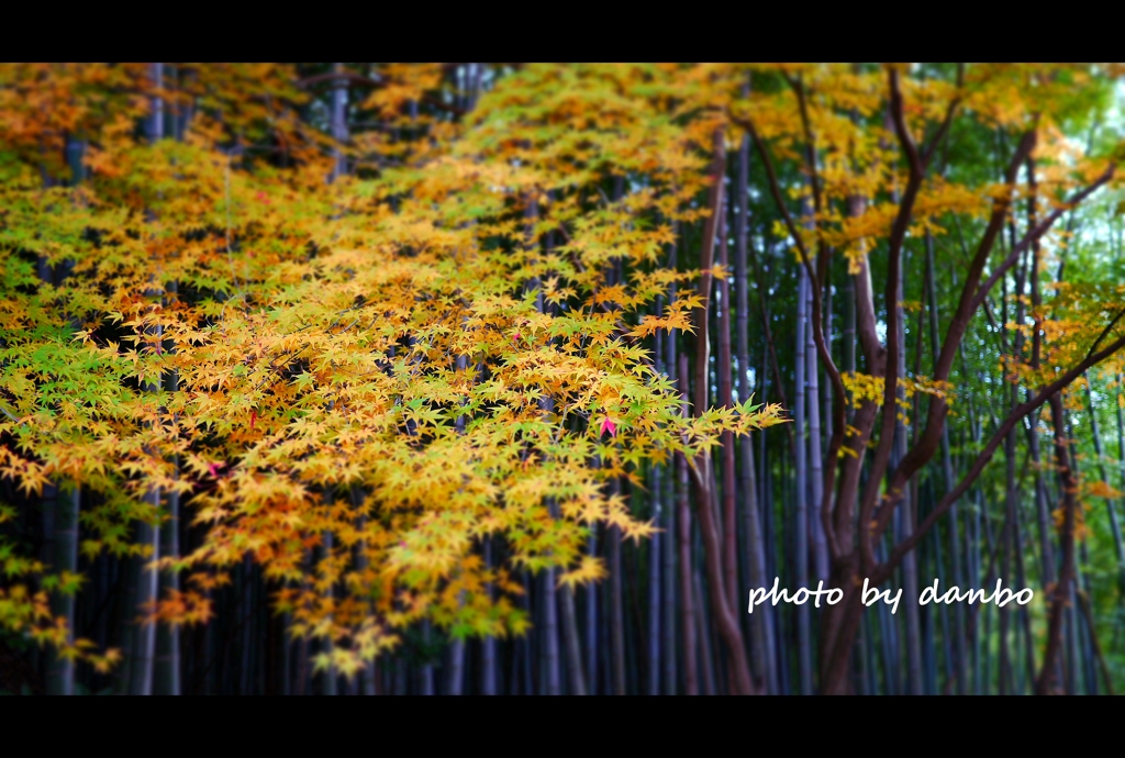 紅葉と竹林 (3)