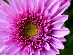 Pinky