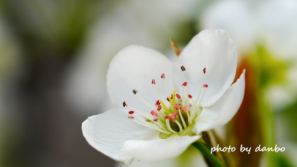 博愛の花 ＜1＞